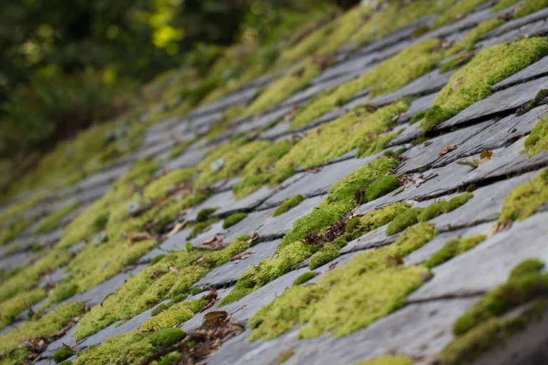 roof maintenance tips-moss and algae on roof close up